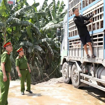 Bản tin thời sự sáng ngày 31/5/2025: Phát hiện 180 con lợn nhiễm dịch tả lợn châu Phi đang đi tiêu thụ tại Nghệ An